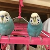 セキセイインコの雛 サムネイル2