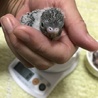 セキセイインコの雛 サムネイル4