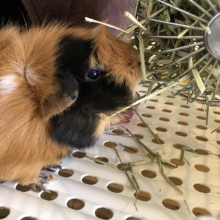 可愛がってください。