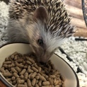 可愛がってください。