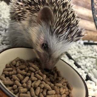 可愛がってください。