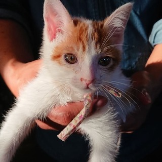 【交渉中】子猫のイチくん生後2か月オス。