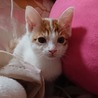 【交渉中】子猫のイチくん生後2か月オス。 サムネイル2