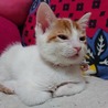 【交渉中】子猫のイチくん生後2か月オス。 サムネイル4