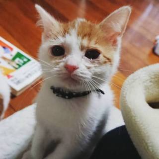 【交渉中】小柄で人懐こいサリー（メス・生後２か月）