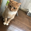 茶トラ美猫 凛ちゃん