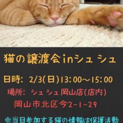 猫さんの譲渡会inシュシュ岡山店