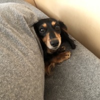 ちょこ