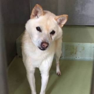 穏やかで可愛いラテ君