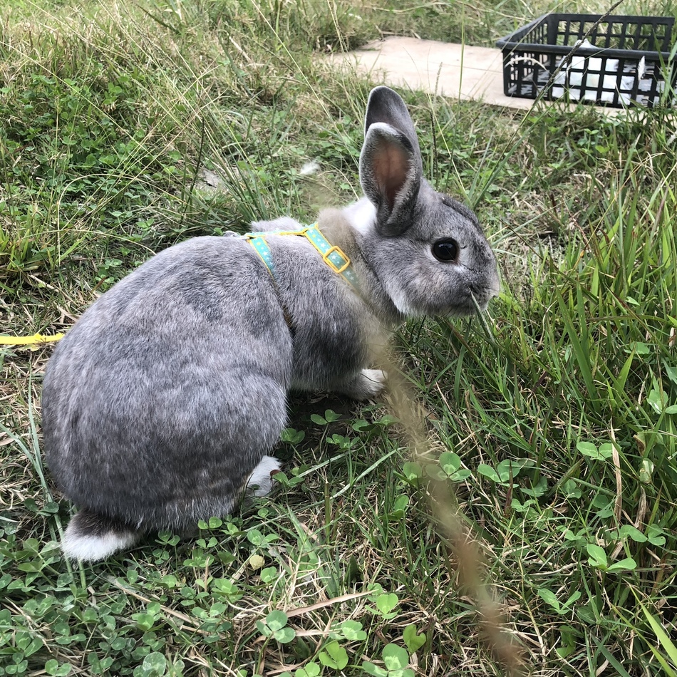 いちごのカバー写真