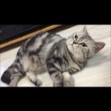 5歳アメショの女の子まゆちゃん