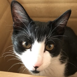 天白区植田８ステージ　　サクラねこ名古屋　譲渡会 (=^・^=) サムネイル2