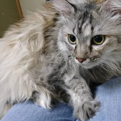 天白区植田８ステージ　　サクラねこ名古屋　譲渡会 (=^・^=) サムネイル3