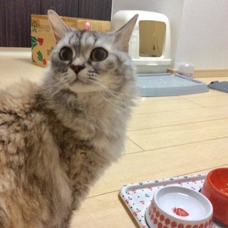 ラパーマ3歳温厚な女の子