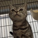5歳アメショの女の子さやちゃん