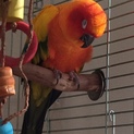 コガネメキシコインコ（２羽の里親を募集しています）