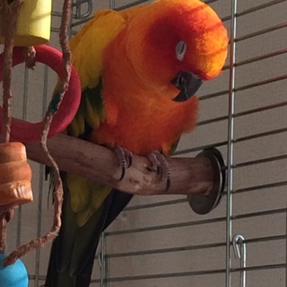 コガネメキシコインコ（２羽の里親を募集しています）