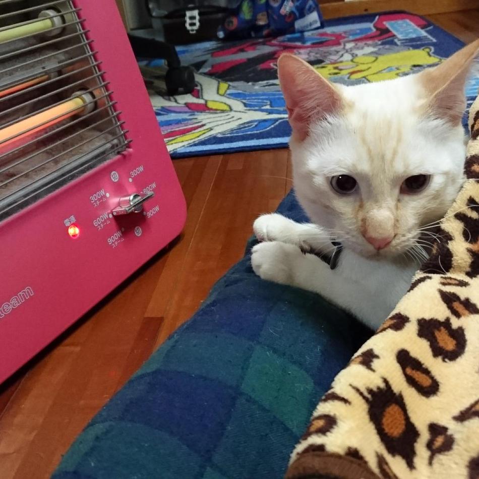 リリのカバー写真