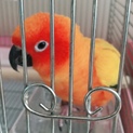 コガネメキシコインコ（２羽の里親を募集しています）