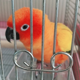 コガネメキシコインコ（２羽の里親を募集しています）