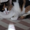 募集停止中三毛猫エルサ4月末生まれ サムネイル3