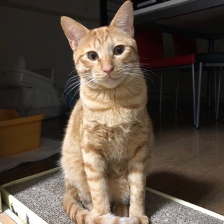 茶トラの男の子・テンくん