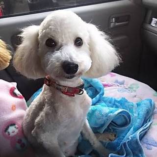 トイプードルの女の子