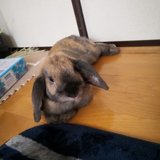 ロップイヤーの里親様募集