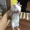 ファンシーラット とても懐っこい、男の子です