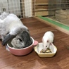 ファンシーラット とても懐っこい、男の子です サムネイル2