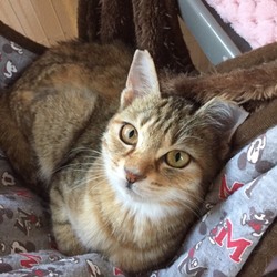 猫の森 ふれあい譲渡会