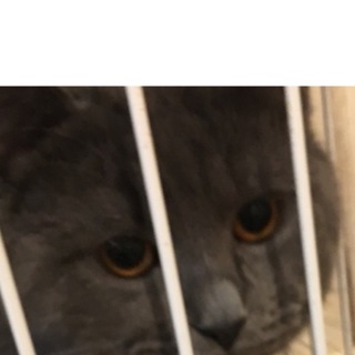 マンチカン ブルーの男の子