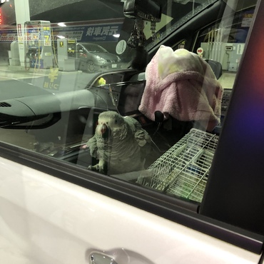 車が大好きですw