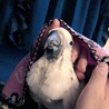 ひめこ(^^)病気で亡くなってしまったけどたくさん幸せでした。