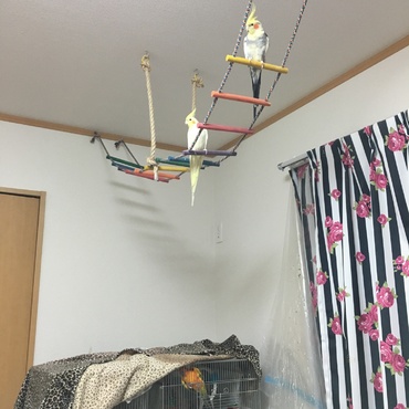 高いところ大好きな二人w