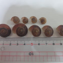 「「カンちゃん２世」孵化から7ヶ月（1/28）」サムネイル2