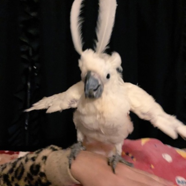 ぺころちゅのカバー写真