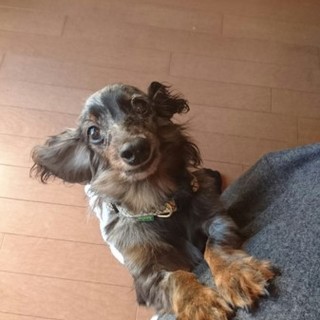 人が大好き！小さくても元気いっぱい！未来ちゃん