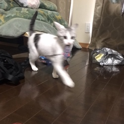 おとめちゃんの贈り物