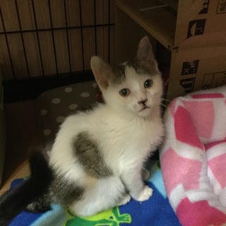 ありがとうございました