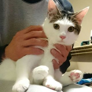 人なれOK遊びたがり元気少年８月うまれ