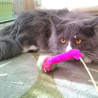 素敵グレーがフワフワ少年「ピピン」