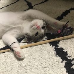 「おとめちゃんの宝物」サムネイル2