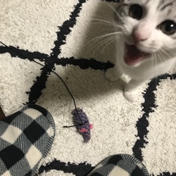 「おとめちゃんの宝物」サムネイル3