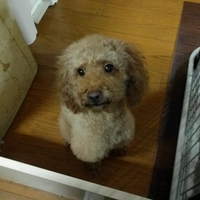 チョコ