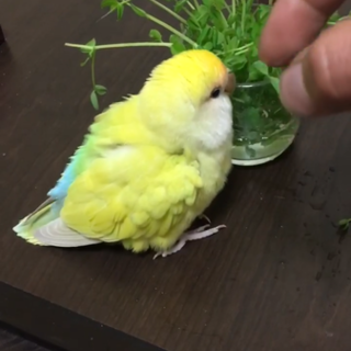 【里親急募】色変わりコザクラインコ