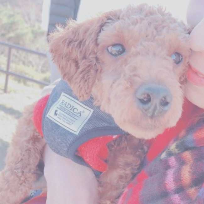 Kazemachizukiのカバー写真