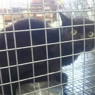 人馴れしていないくろみちゃん