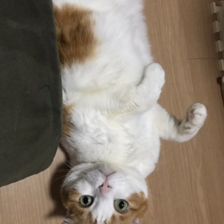 飼主さん急死で緊急保護。スコティッシュスリゴロ5歳