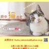 飼主さん急死で緊急保護。スコティッシュスリゴロ5歳 サムネイル7